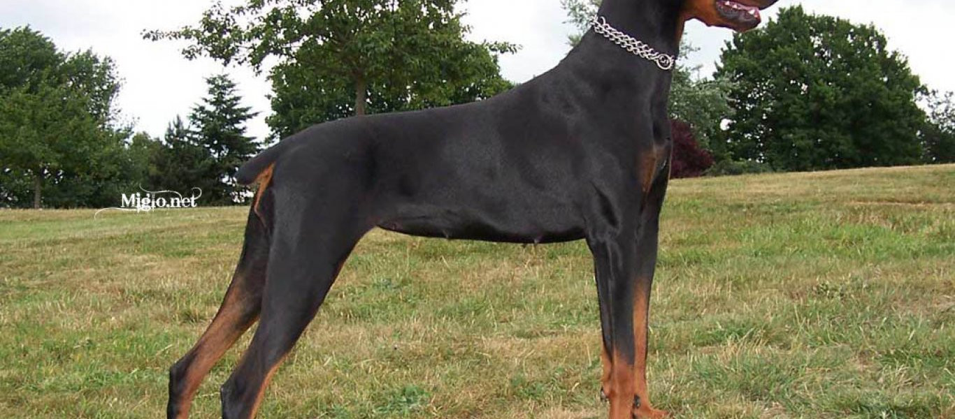 Αυτές είναι οι πιο έξυπνες ράτσες σκύλων (φωτό)